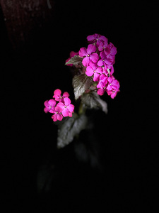 Portrait of Plants- Colour Out of Darkness